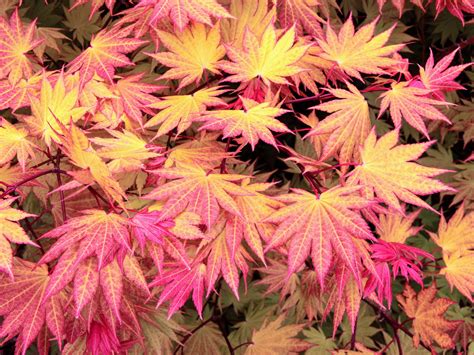 japanese maple common name